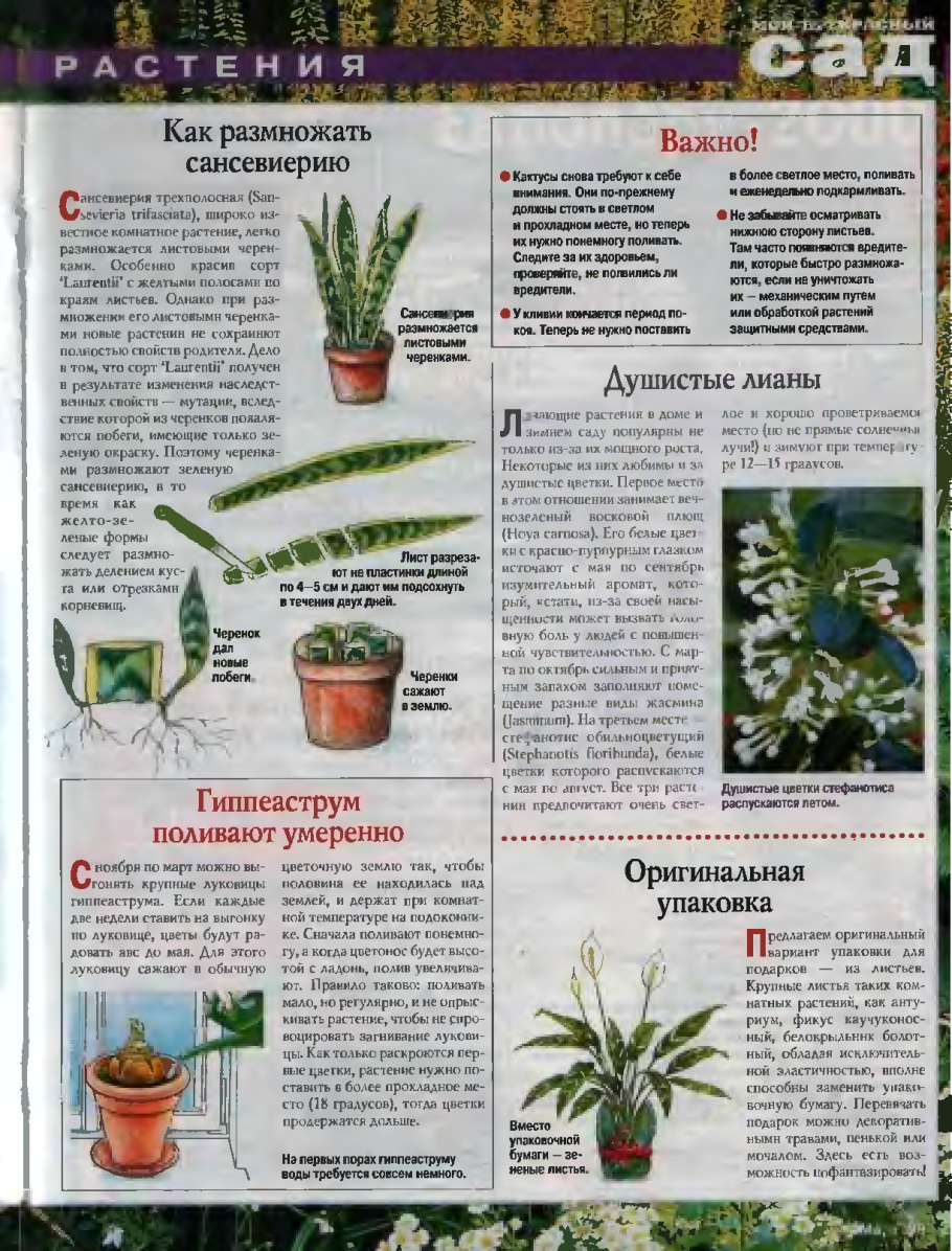 Бегония теряет листья