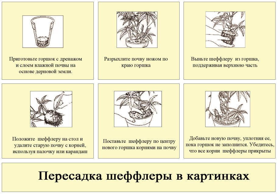 Клубневые георгины черенкование