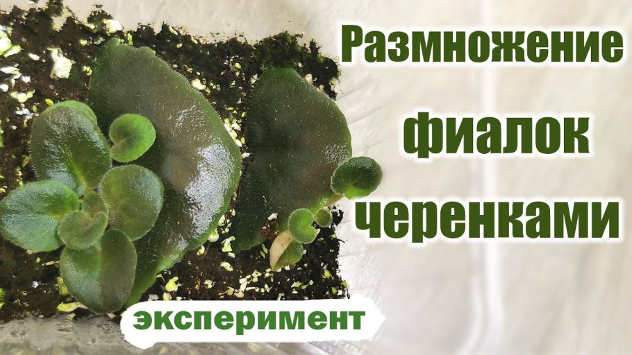 Черенкование фикуса каучуконосного