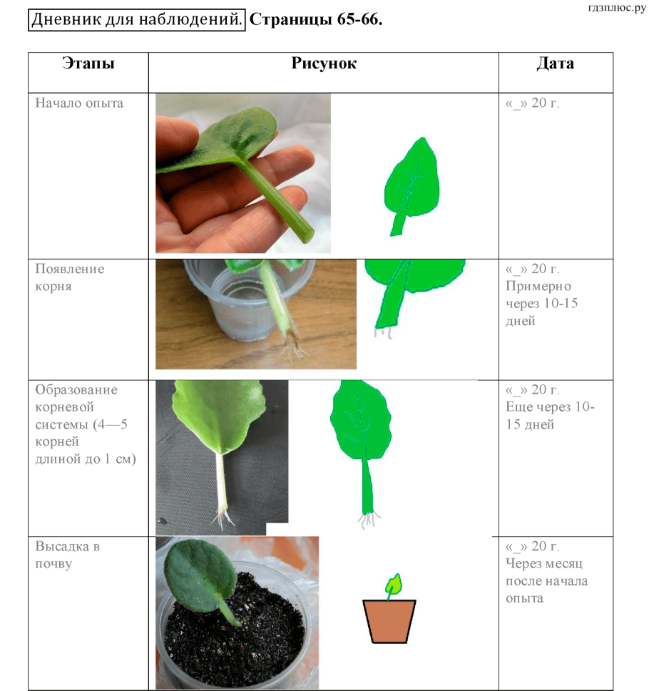 Папоротник укоренить черенками