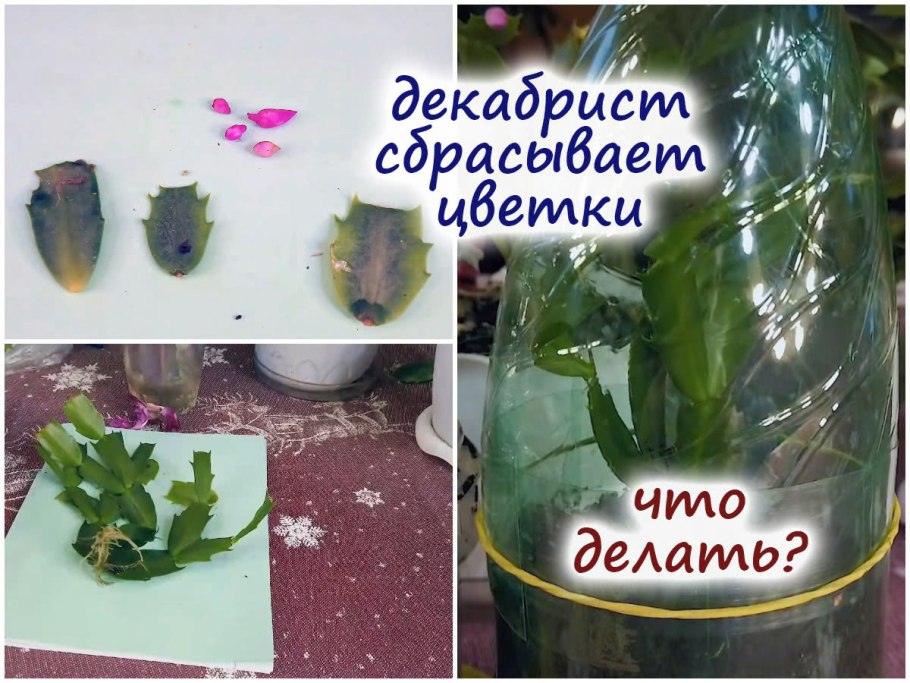 Сансевиерия листовыми черенками сансевьера размножение