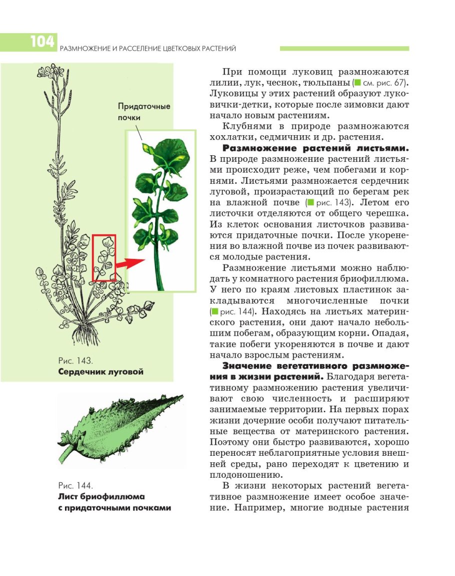 Вегетативное размножение растений корневищами