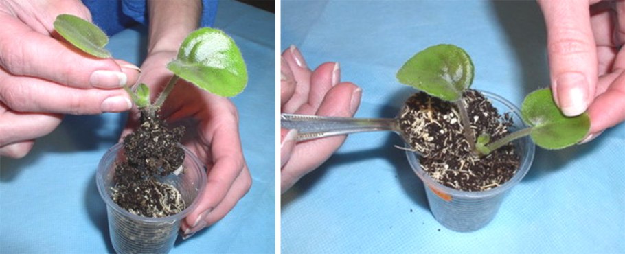 Черенкование пеларгонии