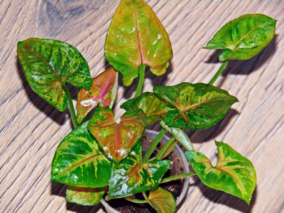 Сингониум клон