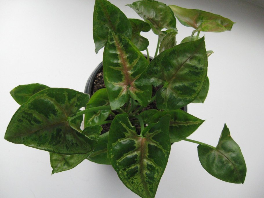 Сингониум Тиффани