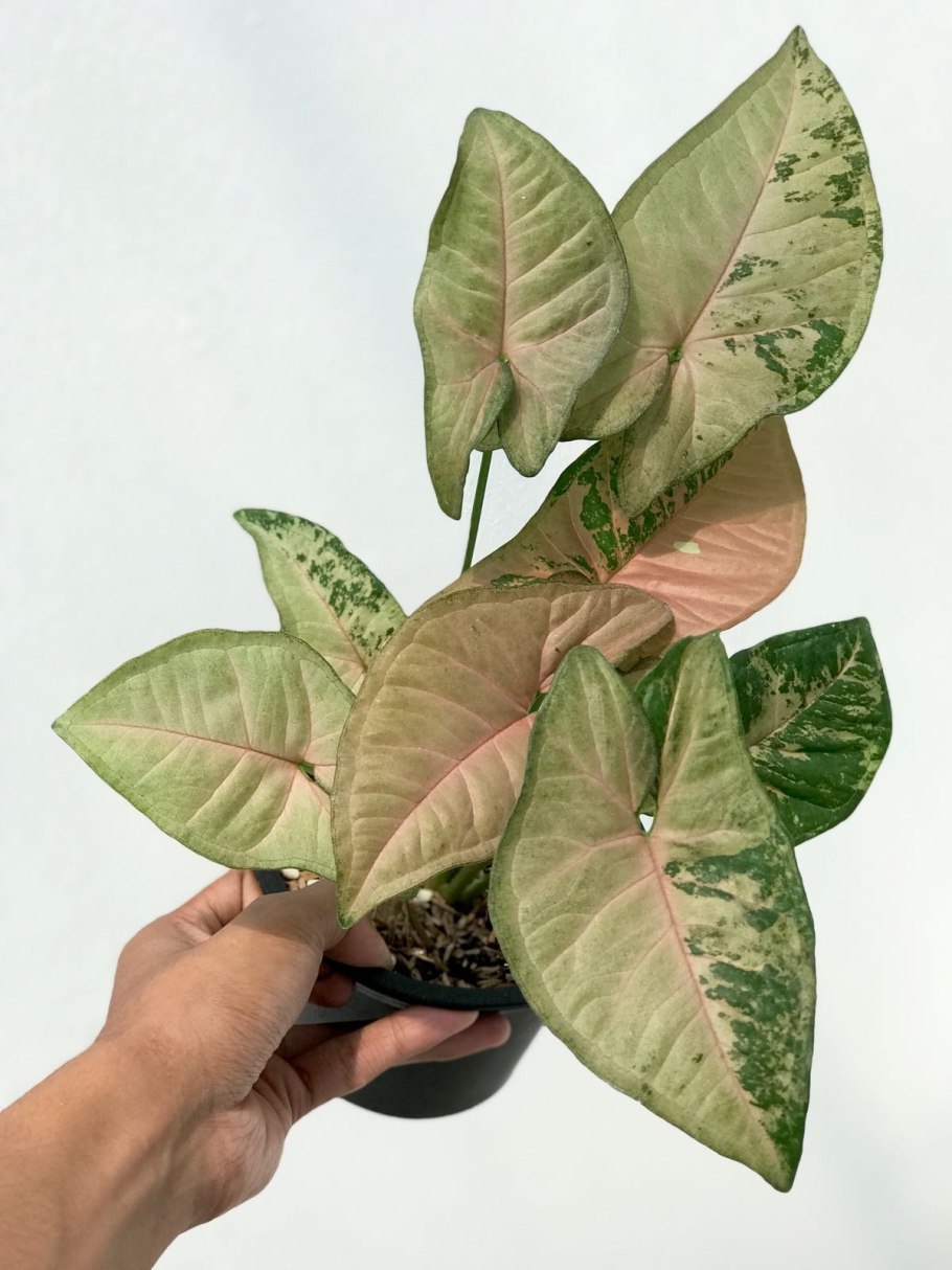 Syngonium podophyllum moonshine