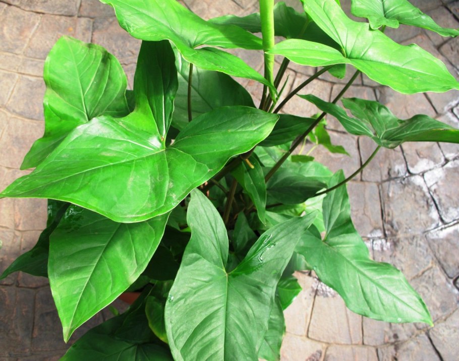 Сингониум ножколистный лиана