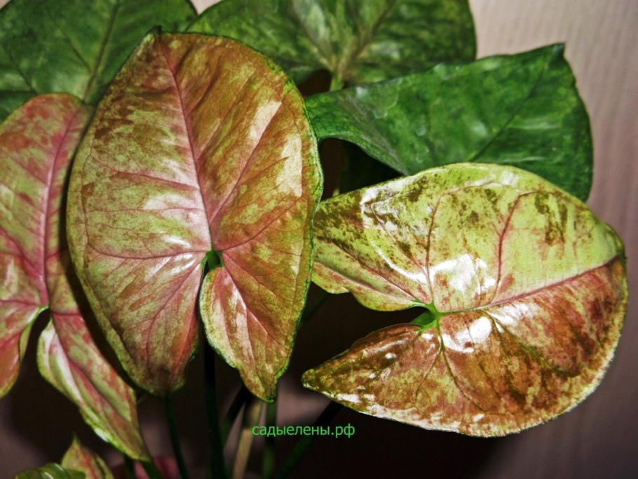 Голден венейшенел сингониум