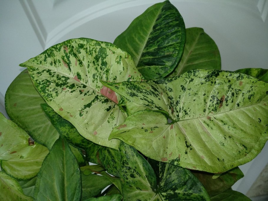 Сингониум т25