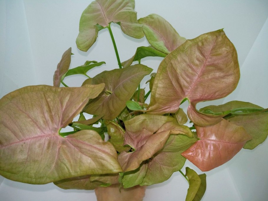 Сингониум Кристмас Christmas