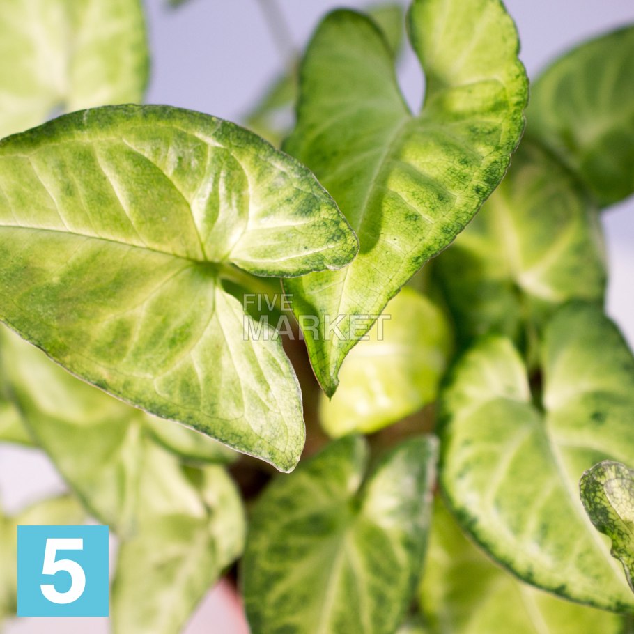 Syngonium конфетти Триколор