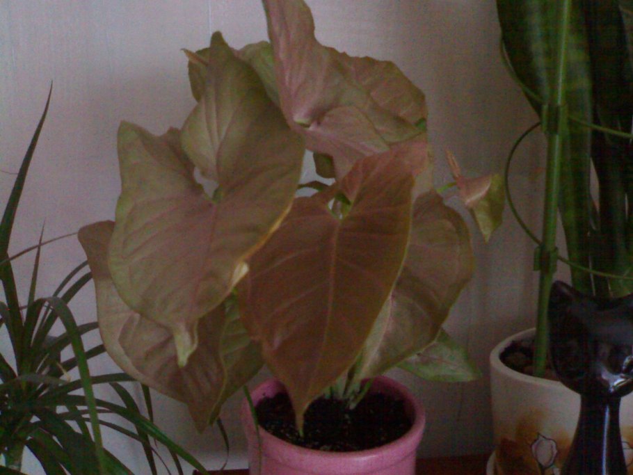 Сингониум кристмас