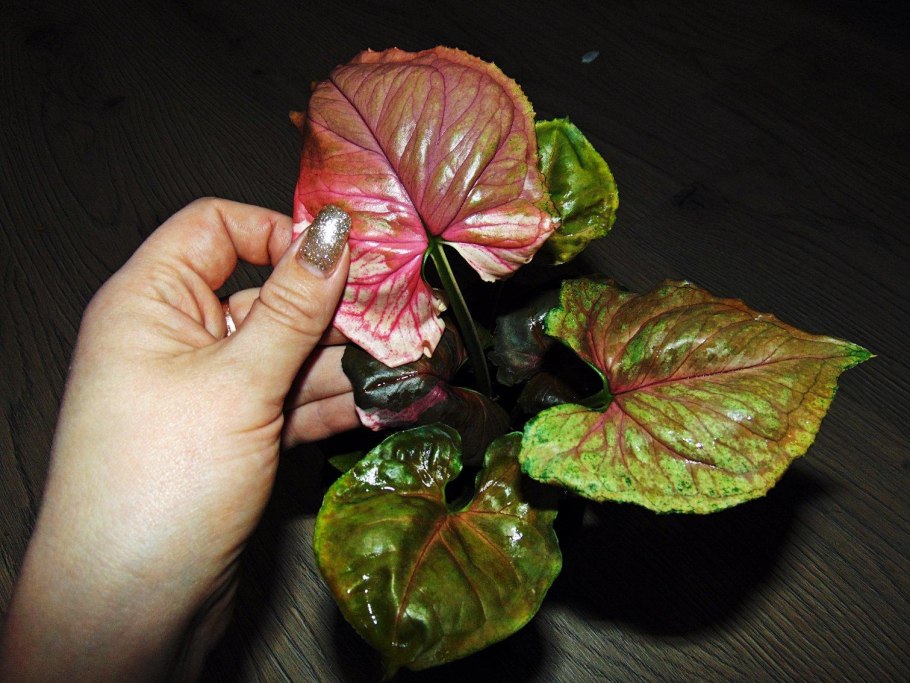 Сингониум конфетти Триколор