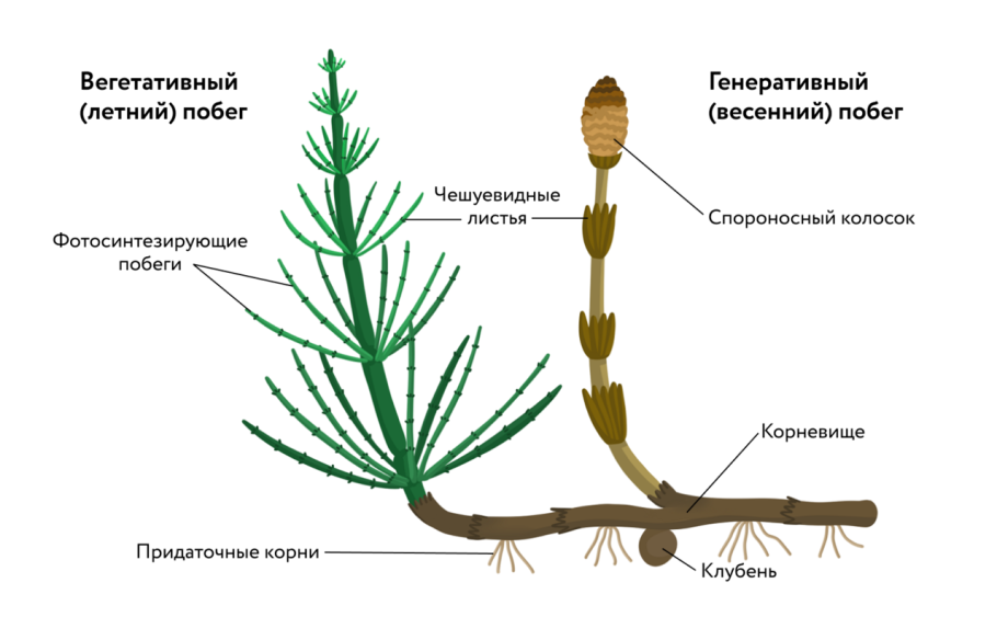 Весенний побег хвоща полевого