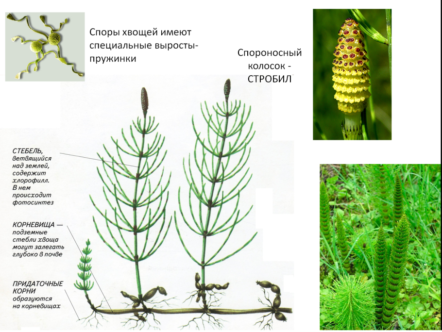 Строение плауна схема