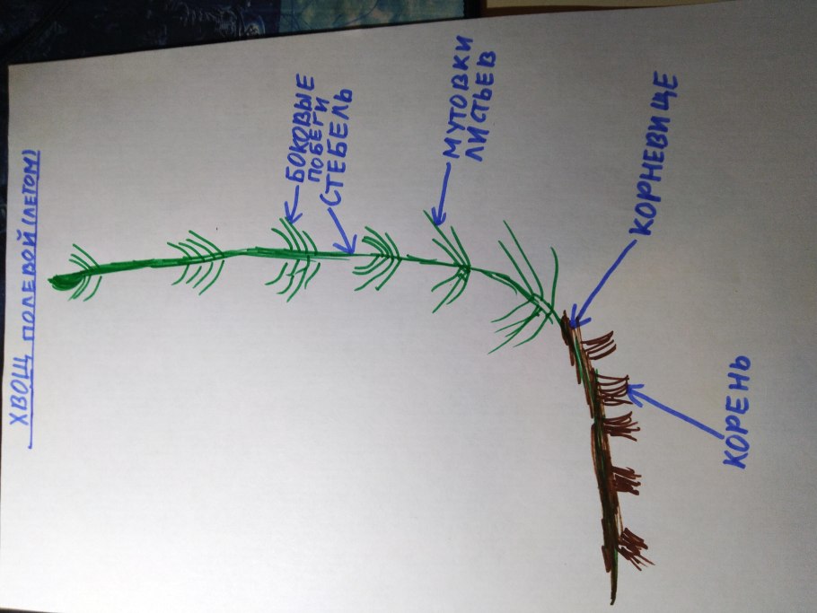 Лабораторные работы по биологии строение хвоща