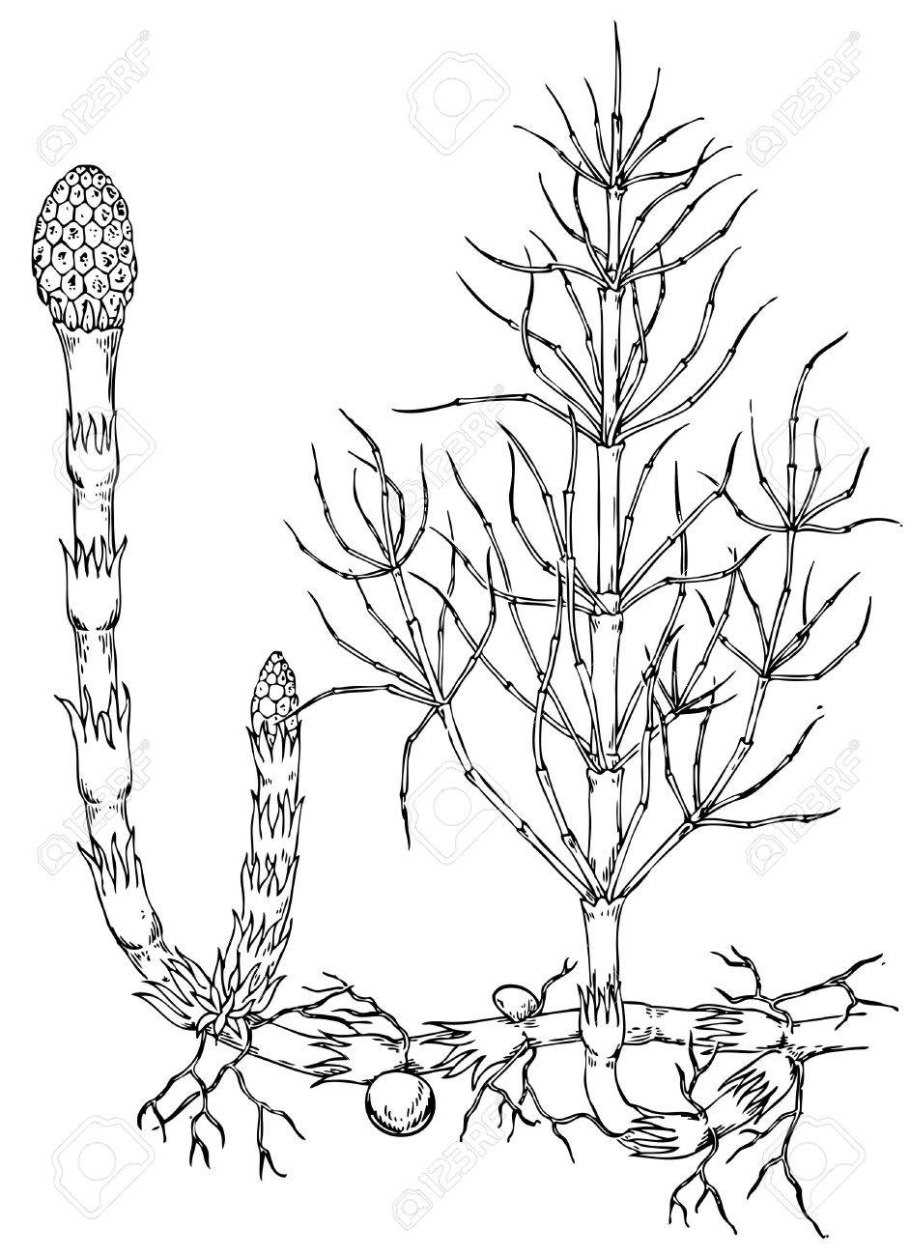 Цикл развития щитовника мужского схема
