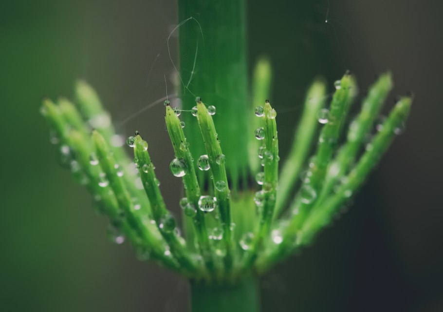 Папоротник Щитовник мужской внешнее строение