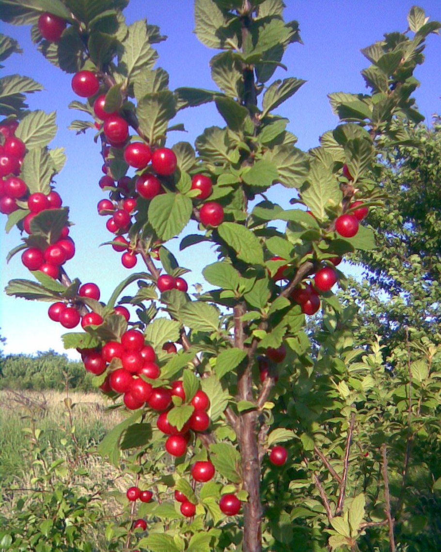 Ирга произрастание