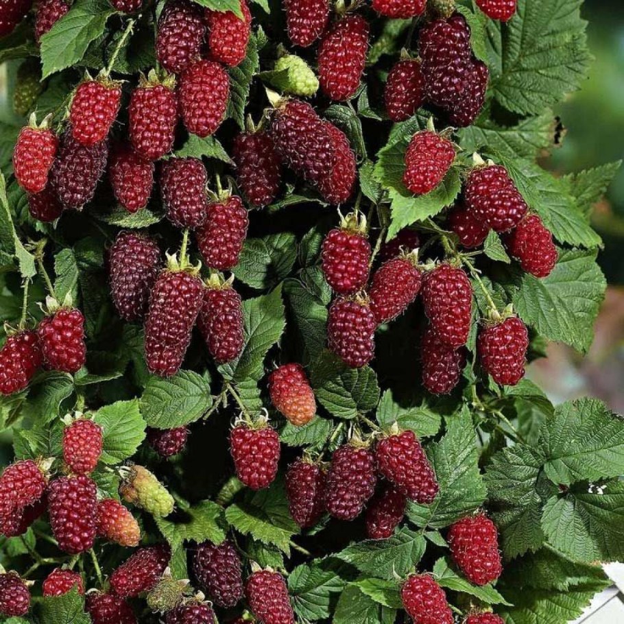 Крыжовник черный Негус