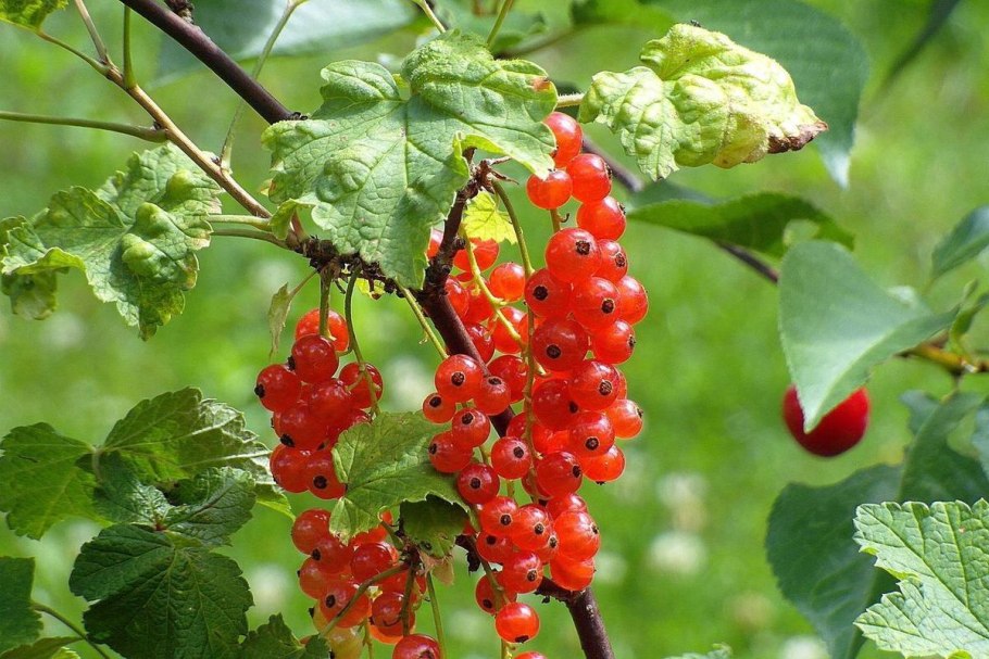 Барбарис Амурский Berberis amurensis