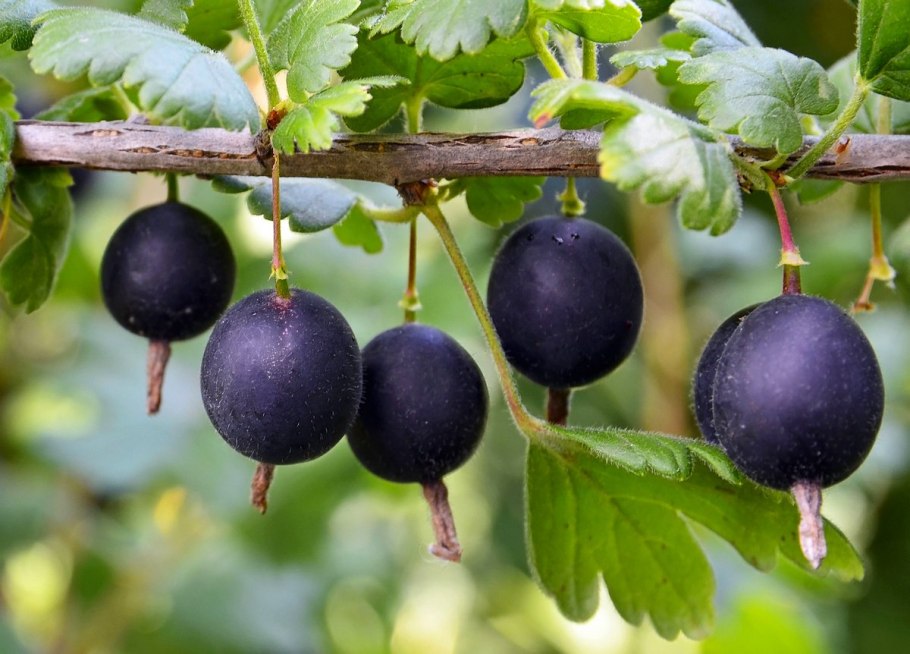 Вишня китайская войлочная