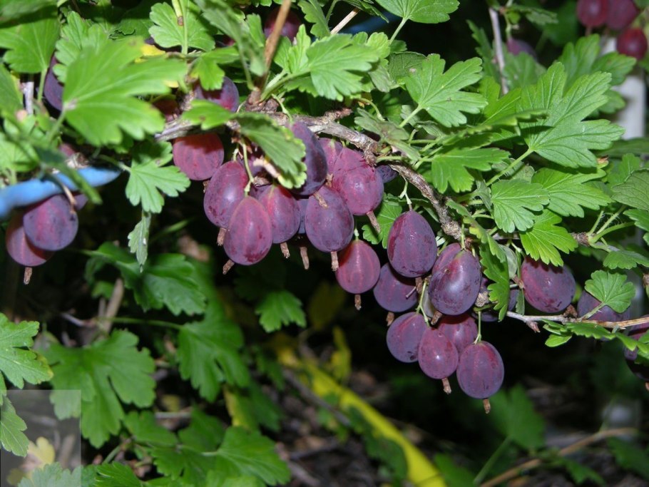 Садовые ягоды кустарники