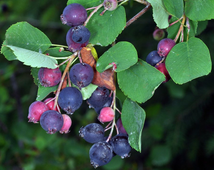 Боярышник Арнольда Crataegus arnoldiana