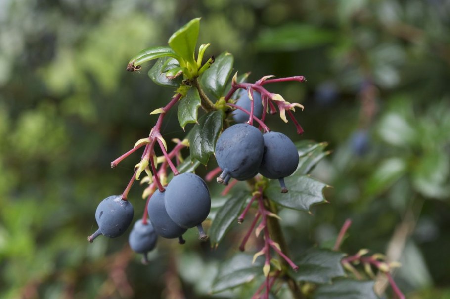 Ирга круглолистная куст