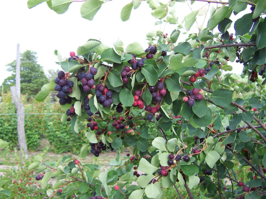 Смородина кустарник