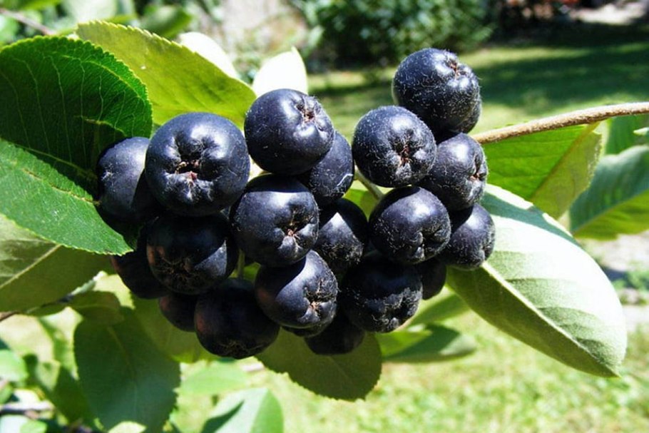 Боярышник вееровидный