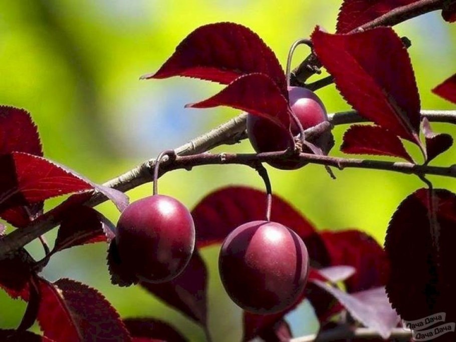 Слива Писсарди Цветущая