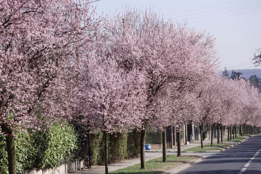 Слива растопыренная Писсарди