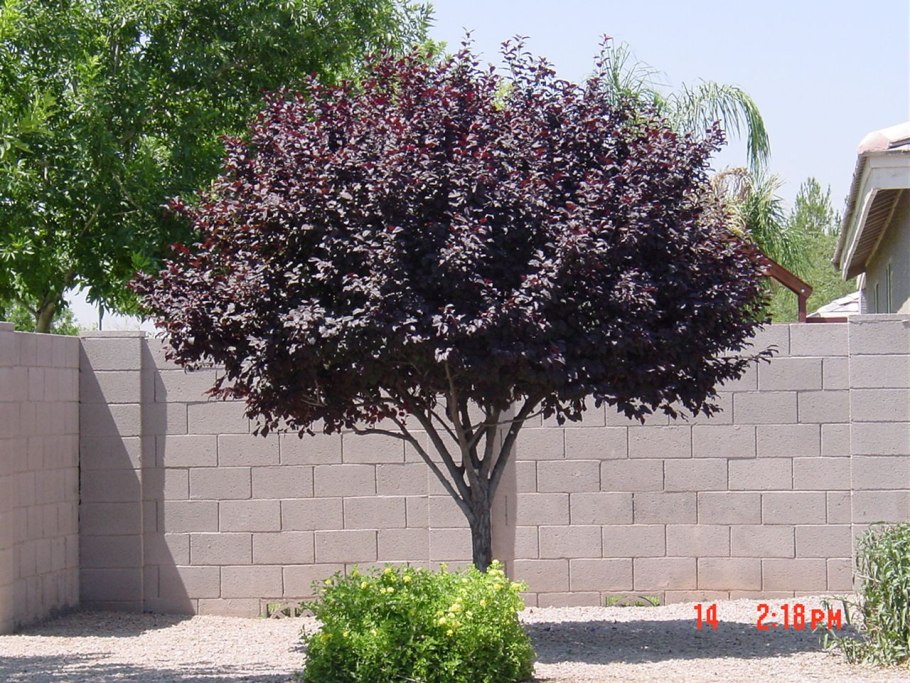 Слива растопыренная Писсарди