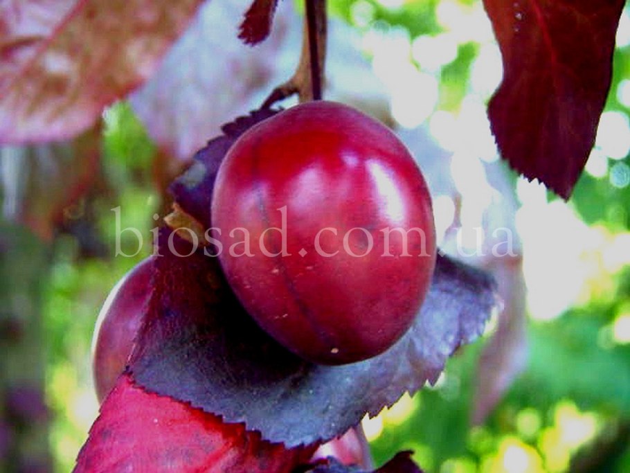 Слива Писсарди плоды