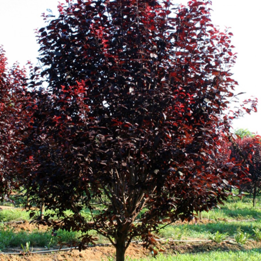 Черемуха виргинская Шуберт