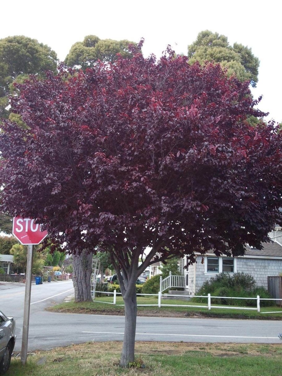 Черемуха виргинская краснолистная