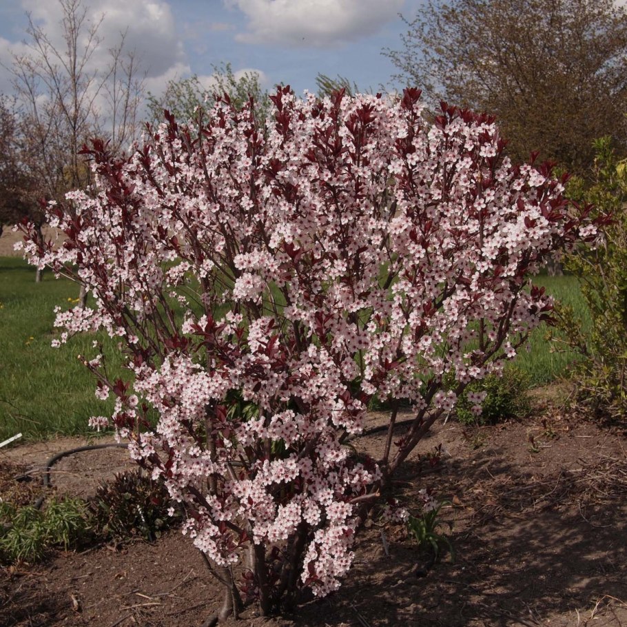 Алычу (Prunus cerasifera)
