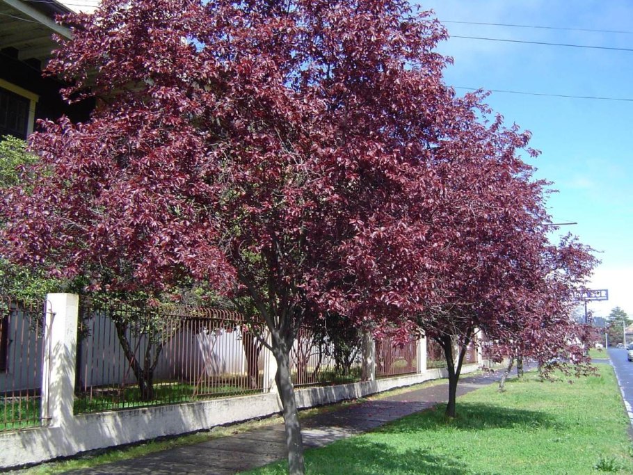 Слива краснолистная Писсарди