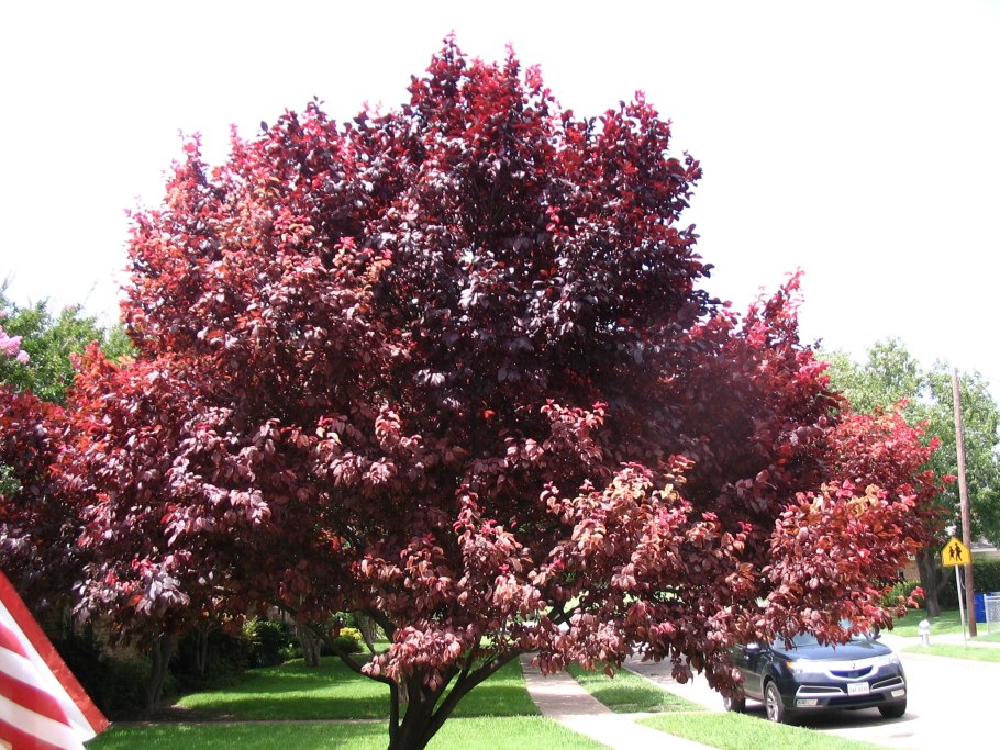 Слива краснолистная Писсарди