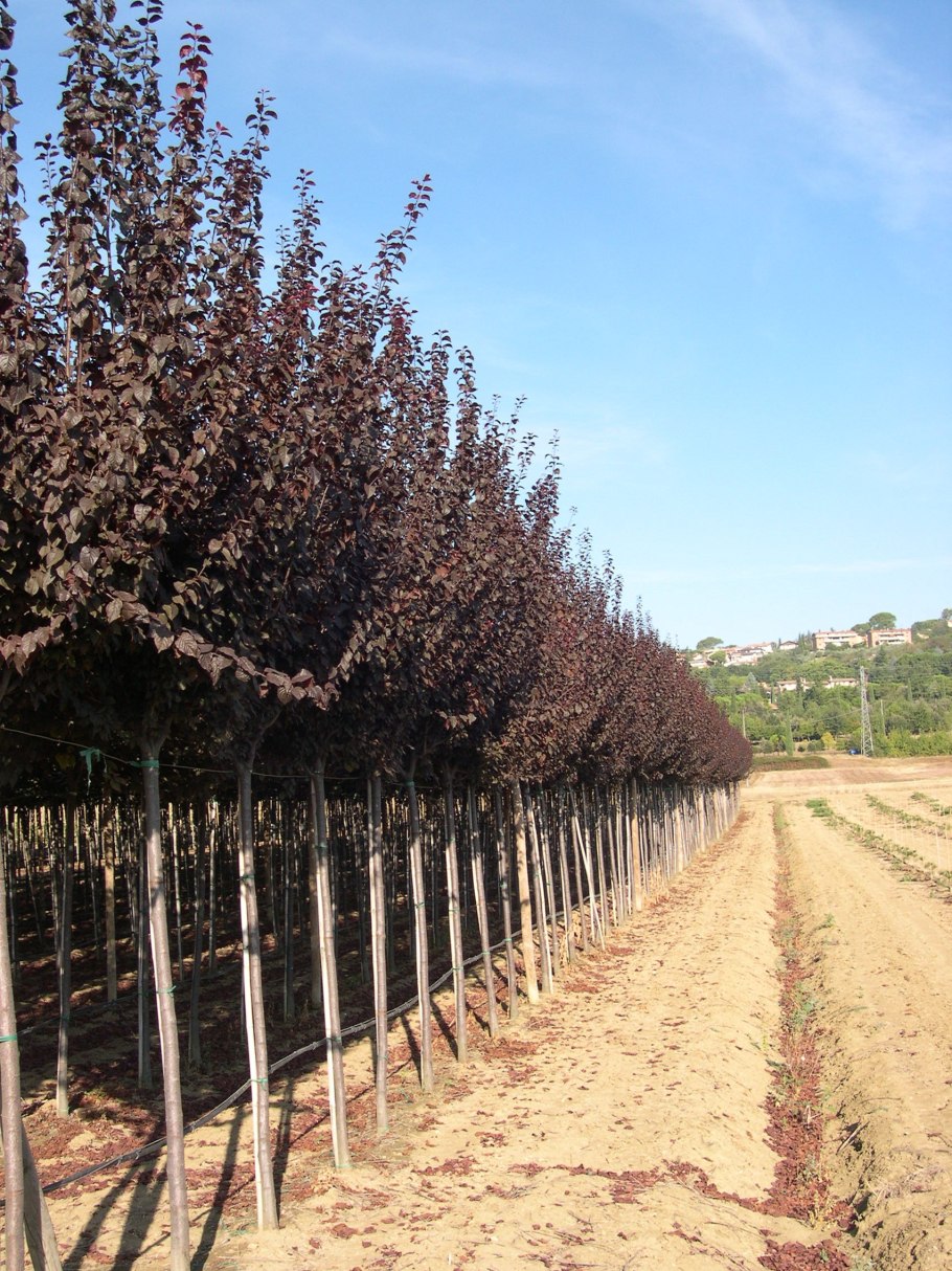 Черемуха виргинская краснолистная