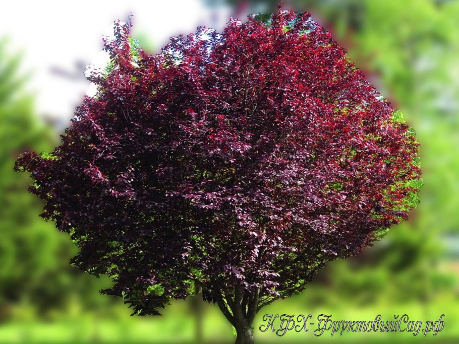 Слива краснолистная Голливуд