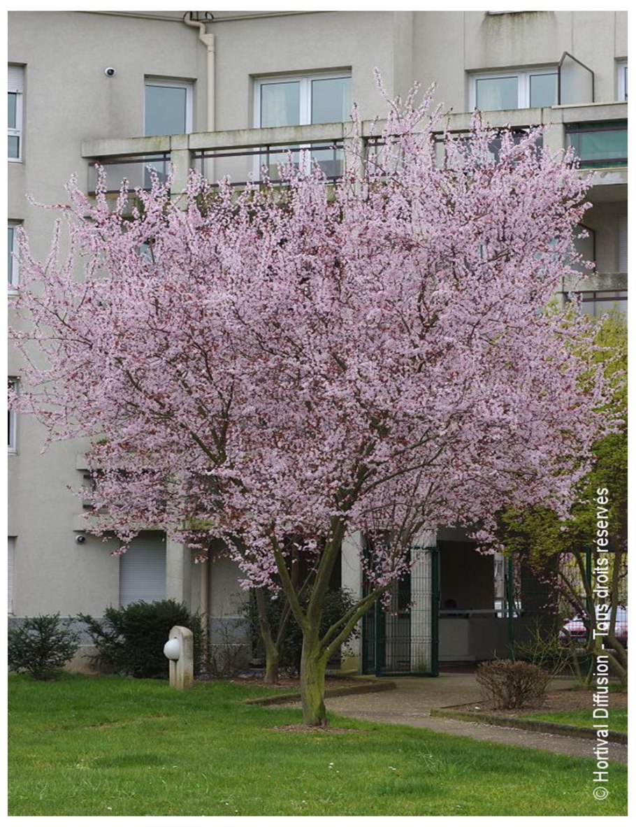 Слива Писсарди цветение