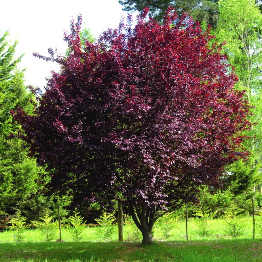 Черемуха виргинская краснолистная