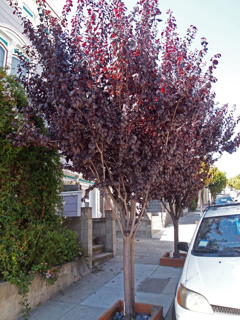 Prunus cerasifera nigra