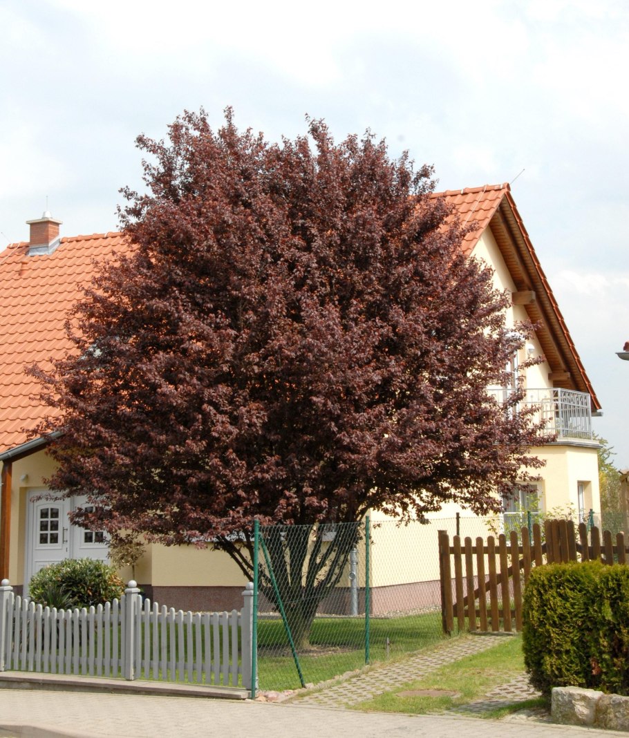 Слива Prunus cerasifera nigra