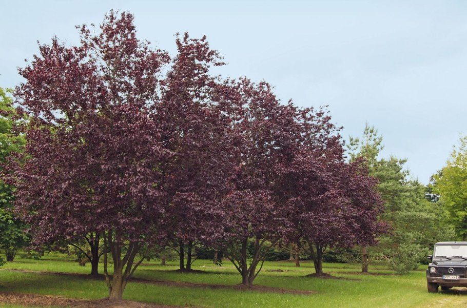 Прунус Писсарди