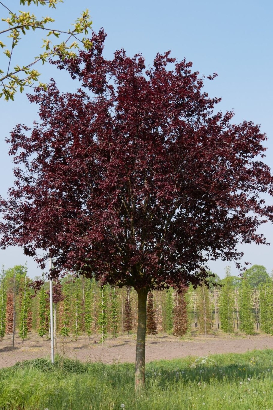 Слива растопыренная Писсарди