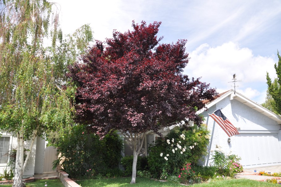 Алыча Писсарди