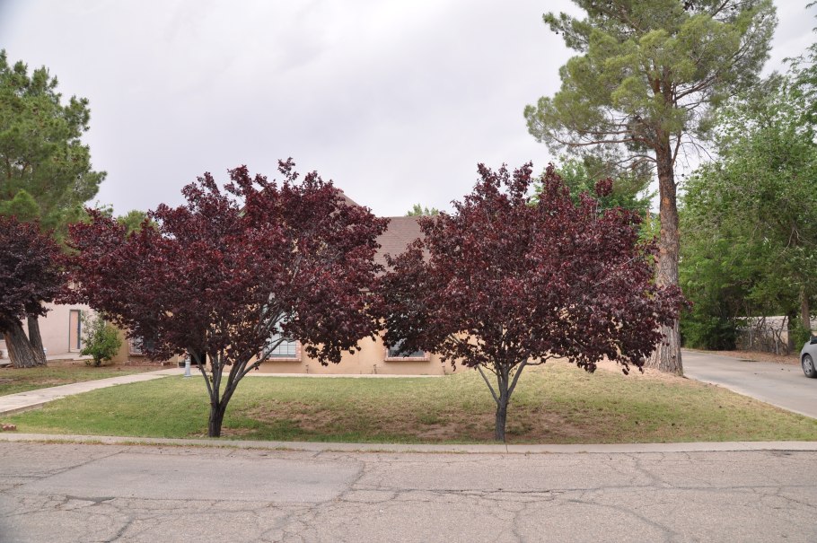 Слива краснолистная писсарди